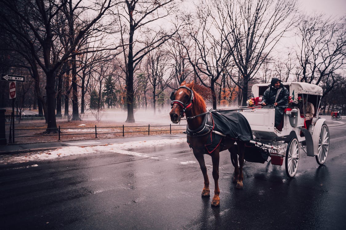 carriage horses